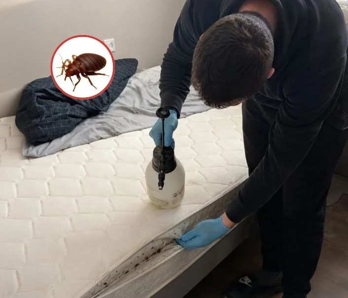 Technicien traitant un matelas contre les punaises de lit à Cormeilles-en-Parisis